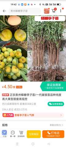 高度170厘米李子树