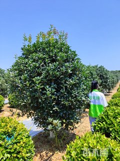 高度280厘米丛生桂花