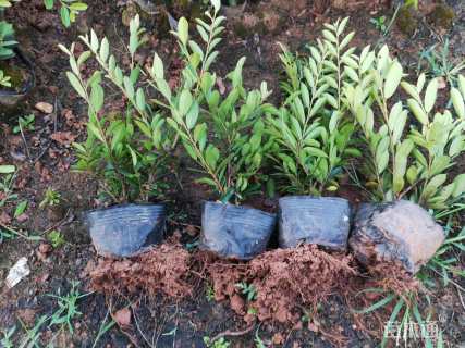 高度25厘米蚊母