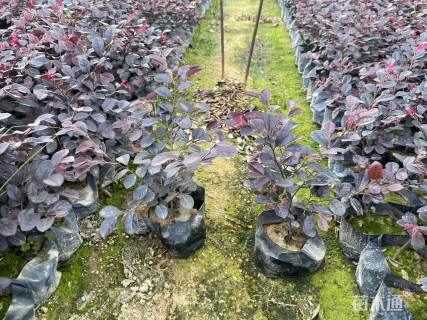 高度40厘米红花继木杯苗