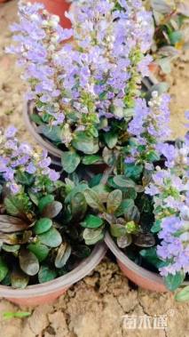 高度10厘米筋骨草