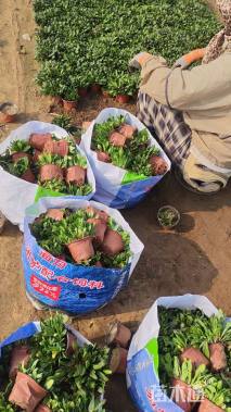 高度15厘米多花筋骨草