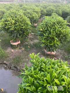 高度100厘米非洲茉莉