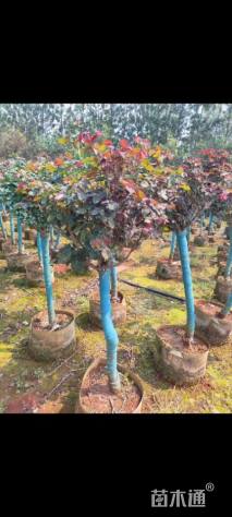 高度150厘米高杆月季