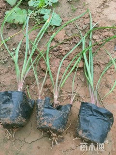 高度20厘米韭兰
