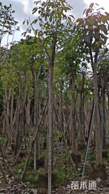 10公分红花风铃木