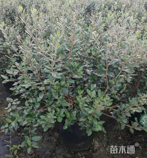 高度200厘米菲油果