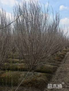 高度200厘米木槿
