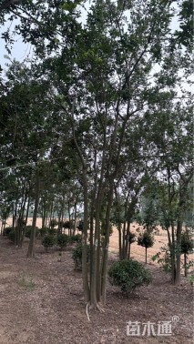 10公分丛生朴树