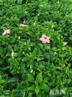 高度50厘米朱槿