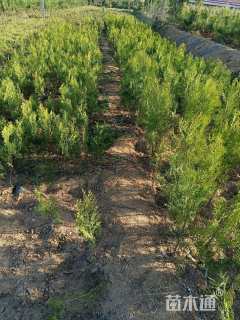 高度100厘米侧柏