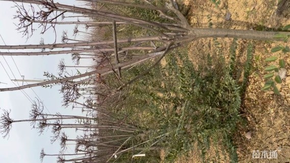 5公分造型红叶李