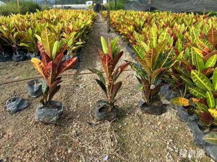 高度20厘米变叶木