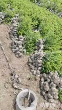 高度20厘米龟甲冬青