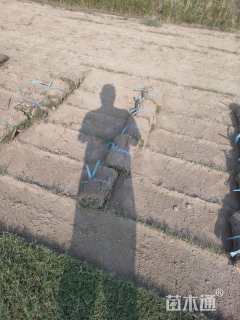 草块状百慕大草