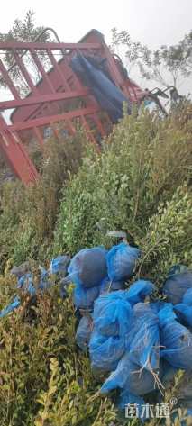 高度60厘米朝鲜黄杨