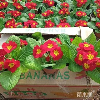 高度25厘米报春花