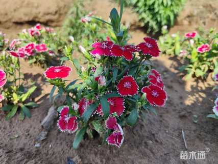 高度15厘米五彩石竹