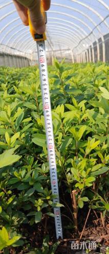 高度20厘米百子莲