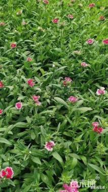 高度25厘米常夏石竹