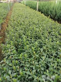 高度24厘米春鹃