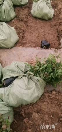 高度38厘米月季