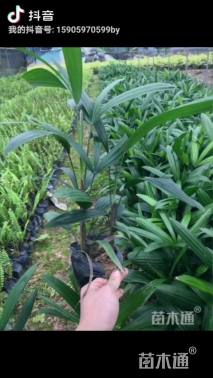 裸干高25厘米小叶棕竹