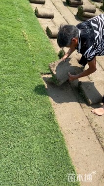 草块状百慕大草