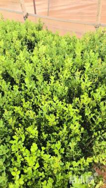 高度35厘米瓜子黄杨小苗