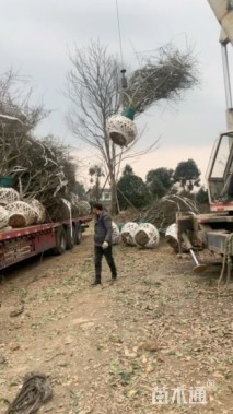 12公分垂丝海棠