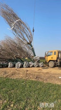 14公分日本晚樱