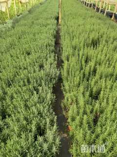 高度30厘米薰衣草