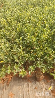 高度30厘米栀子花