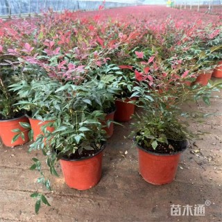 高度28厘米南天竹