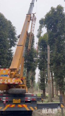 116公分金丝楠木