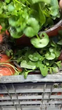 高度5厘米肾叶堇