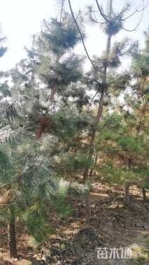 高度5000厘米黑松