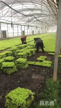 高度15厘米佛甲草