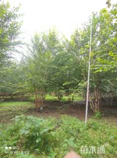 高度800厘米(5杆)丛生白桦
