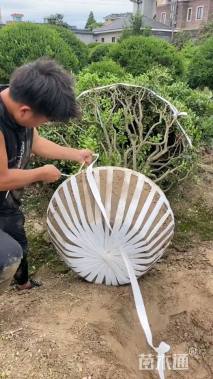 冠幅180厘米海桐球