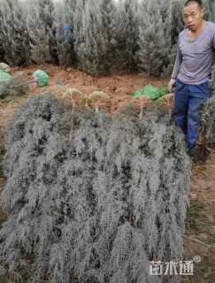 高度350厘米蓝冰柏