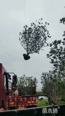 高度300厘米黄皮