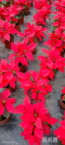 高度35厘米一品红