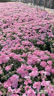 高度30厘米美女樱