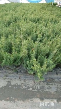高度40厘米迷迭香