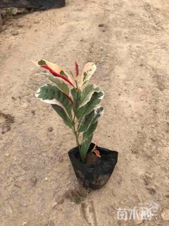 高度15厘米花叶红背桂