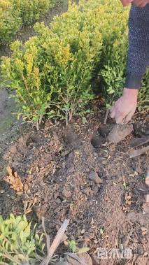 高度40厘米瓜子黄杨