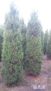高度450厘米蜀桧