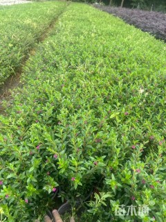 高度25厘米满天星