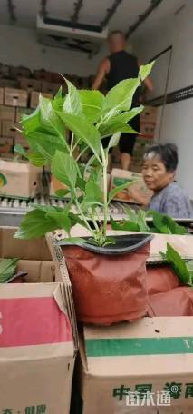 高度30厘米八仙花